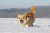 CORGI PEMBROKE 912